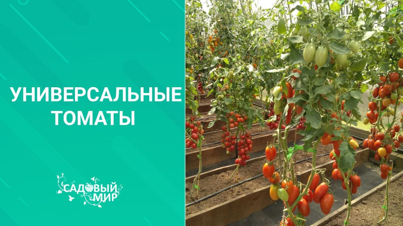 Томат Верочка Описание Сорта Фото – Telegraph
