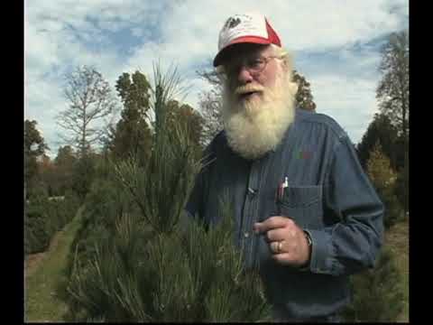 how to replant cut christmas tree
