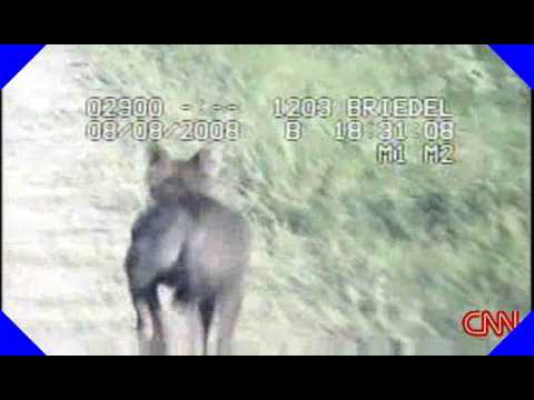 Chupacabra , South Texas, Police Video ( CNN)