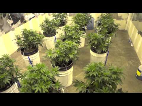 how to grow purple ak-47