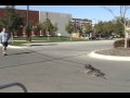 Dog Training Amstaff \"Hummer\" at the TARGET Oct30th