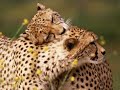 Tribute to cheetahs