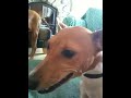 Basenji freaks out because Viszla has marrow bone