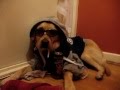 Funniest dog ever. Story of Kenzo, a stoner dog ...