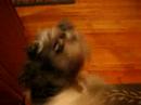 Peluche and his tricks