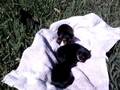 videos de the puppies outside