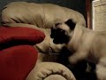 Pugs Fight