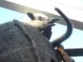 Ant Eater - Pablo Ant Eater - Pablo