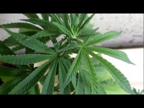 how to grow purple og