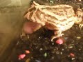 Michigan The Pacman Frog Eats Crickets