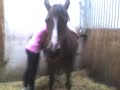 2 unserer ponys