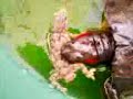 Tortuga vs salamanquesa
