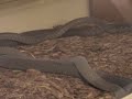 Black mambas breeding at KRZ