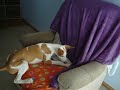 Ibizan Hound Puppy and Laser Pointer