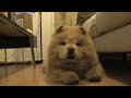 Chow Chow
