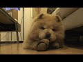 Mochi The Chow Chow