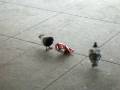 videos de Pigeons v. Doritos Bag