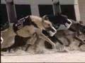 From Animal Showboat to Animal Lifeboat Part 3 of 3