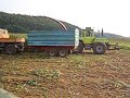 COrn cutting, Unimog and MB-Trac