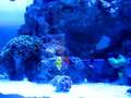 Percula Clown trying to Host Hammer Coral