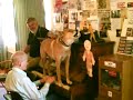 dingo dog dingo dog