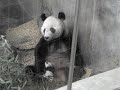 Panda baby and Parents, China, Original Australian Music acc Panda baby and Parents, China, Original Australian Music acc
