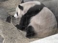 Panda baby and Parents, China, Original Australian Music acc Panda baby and Parents, China, Original Australian Music acc