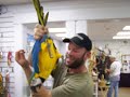 Dino the Macaw Does Tricks! Dino the Macaw Does Tricks!