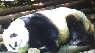 Chengdu Panda Base