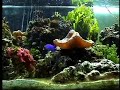 My marine aquarium 4 month on fly