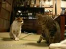 ツネオとミラノのにらみ合い