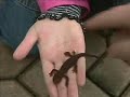 frekish salamander