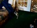Bluetick Coonhound puppies (7 weeks)