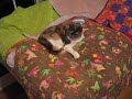 Punkin Cat Room