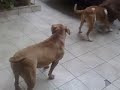 DOGS. PIT BULL FAMILY BRASIL