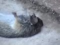 GROSS!!!!!! CAT  EATING  A DEAD RAT!!!!!