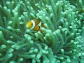 clownfish