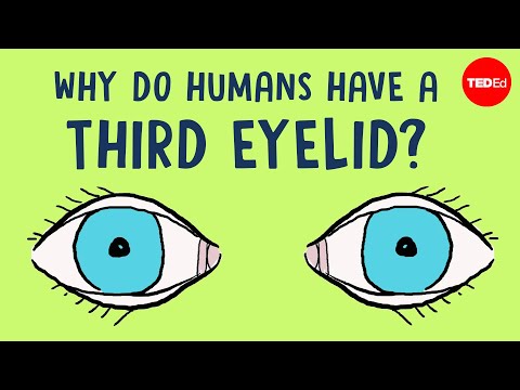 Why do humans have a third eyelid? - Dorsa Amir Thumbnail