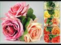 porta - mi rosa negra(con bazzel).mpg