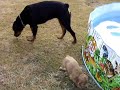 Rottweiler Vs Cocker