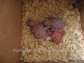 Pascalh74 - 5 Budgie bubs