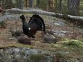tiurleik 2008 del 1(Capercaillie display part 1)