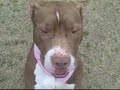 *ADOPTED* Princess A164321 Humane Society Adopt