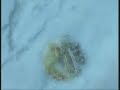 Halo 3 Tips & Tricks: Episode 42 *Canadian Coin*