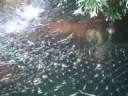 koi breeding