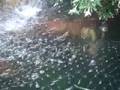 koi breeding