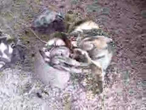 YouTube Preview Image