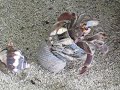 Hermit Crab Battle