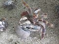 Hermit Crab Battle
