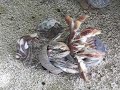 Hermit Crab Battle